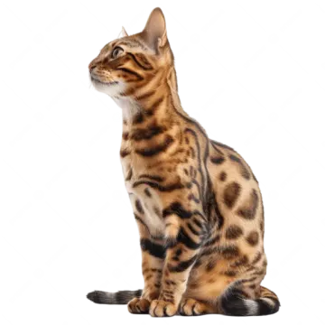 a bengal cat sitting on a white background