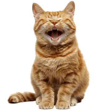 an orange cat yas out on a white background
