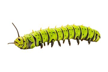 a green cater cater on a white background