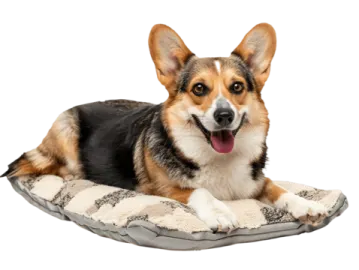a dog laying on top of a blanket