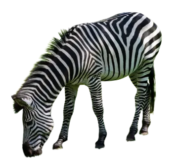 a zebra eating grass
