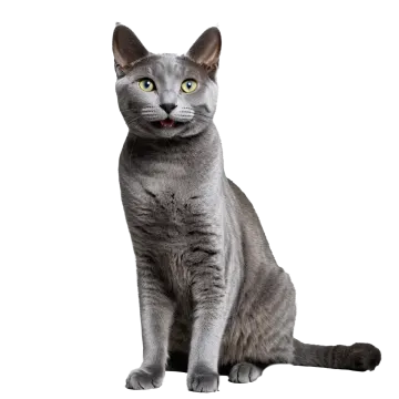 a gray cat with green eyes sitting down
