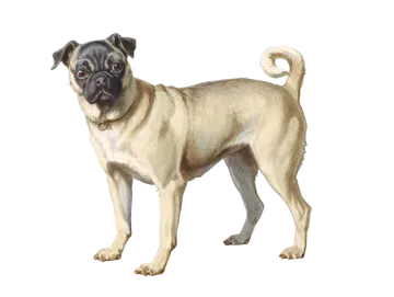 a painting of a pug