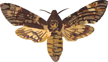 a moth on a white background
