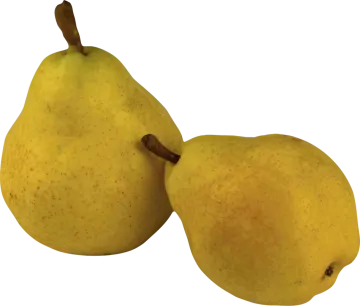 two yellow pears on a white background