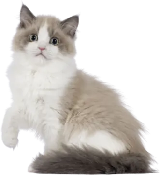 a gray and white cat sitting on the ground