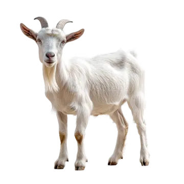 a goat standing in front of a white background