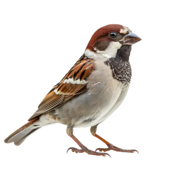 a bird standing on top of a white surface