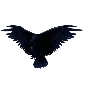 a black bird is flying in the air
