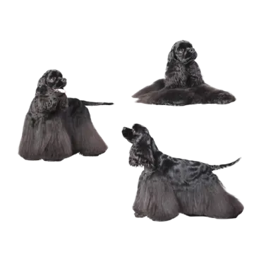 a set of four black cocks on white background
