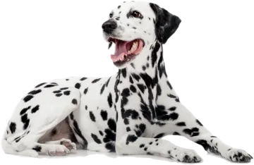 a black and white dog laying down with its mouth open