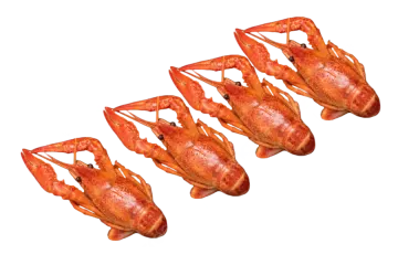 a group of lobsters on a white background