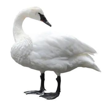 a white swan standing on its hinds