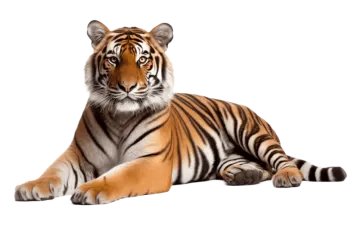 a tiger laying down on a white background