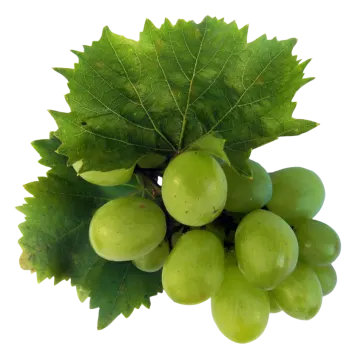 a bunch of green grapes on a white background
