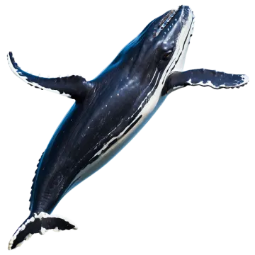 a black and white whale jumping in the air