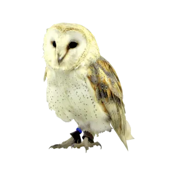 an owl is standing on a white surface