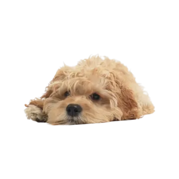 a small dog laying down on the floor