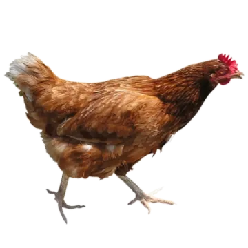 a brown chicken walking across a white surface