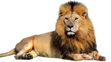 a lion laying down on the ground