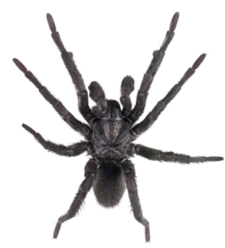 a large black tara spider on a white background