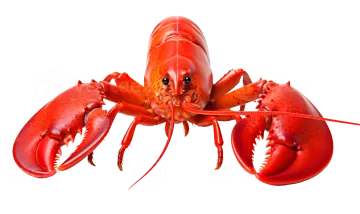 a red lobster on a white background