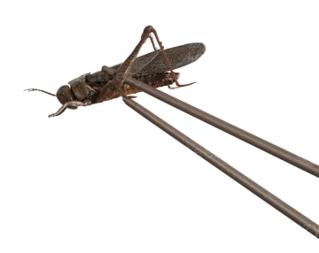a close up of a wasp on a white background
