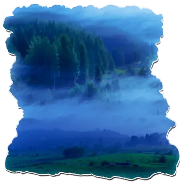 an image of a forest in the fog