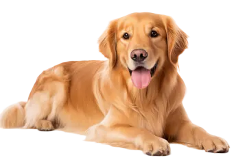 a golden retrieve dog laying down with its tongue out