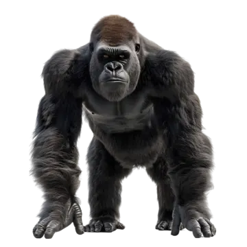 a gorilla standing in front of a white background