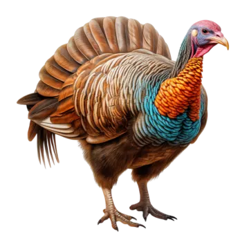 a turkey is standing on its hinds