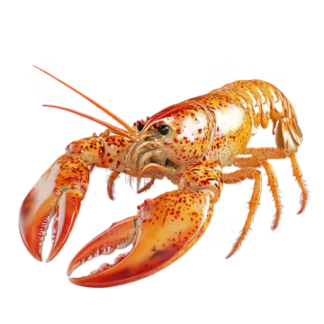 a lobster on a white background
