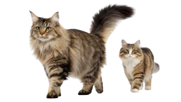 two cats standing next to each other cat