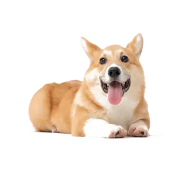 a small dog laying down with its tongue out
