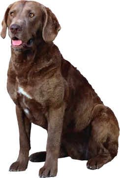a large brown dog