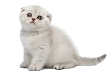 a white kitten looking up at the camera