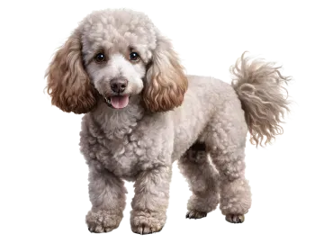 a small white dog standing on a white background