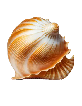 a sea shell on a white background