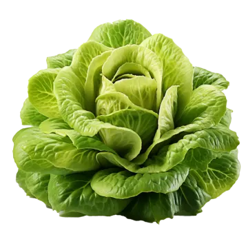 a close up of a green leton
