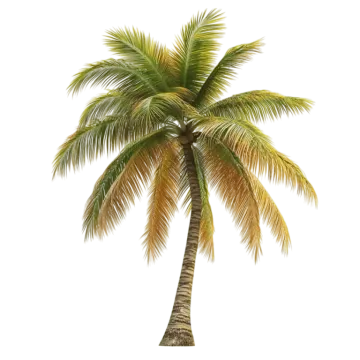 a palm tree on a white background