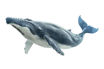 a blue whale swimming in the ocean