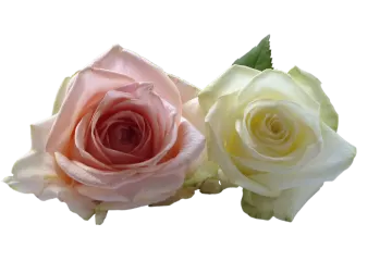 two roses on a white background