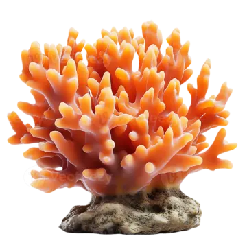 an orange coral on a white background