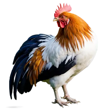a white and black rooster