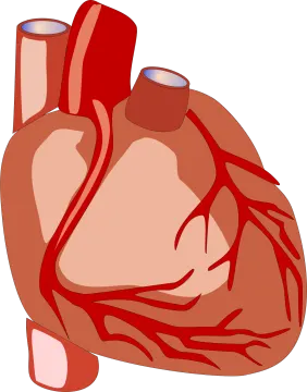 a human heart