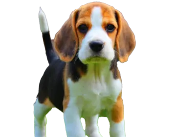 a small dog standing on top of a white surface