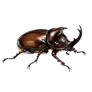 a beetle on a white background