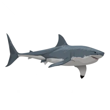 an image of a great white shark