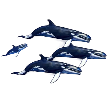 three whales are shown in this illustration