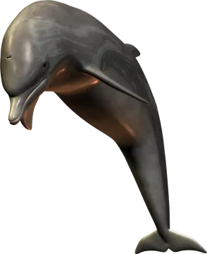 a dolphin jumping out of the water